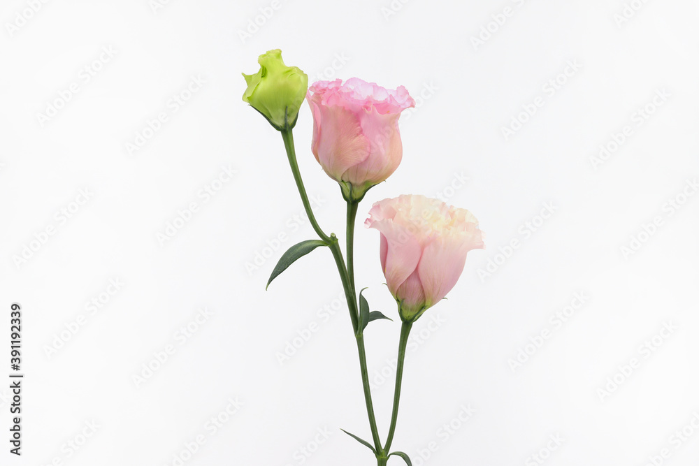 lisianthus isolated in white background