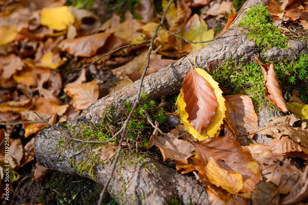 Seelbach, Wald und Herbststimmung am hinteren Tretenbach. Seelbach, Wald und Herbststimmung am hinteren Tretenbach.