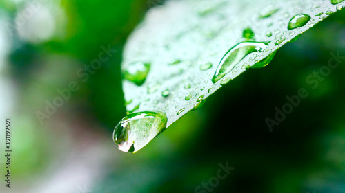 Close up water drop on fresh green leaf