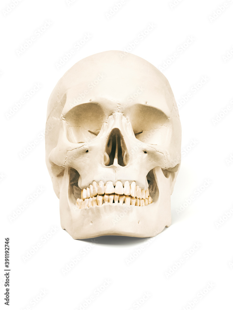 Realistic looking human skull isolated with clipping path on white background