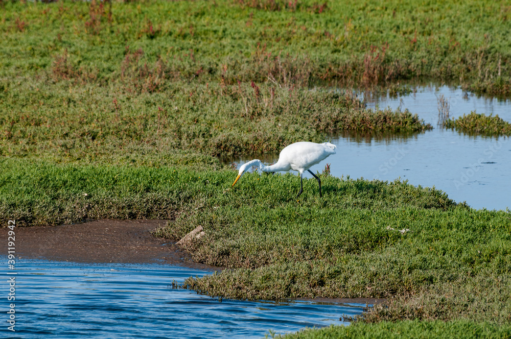 Fototapeta premium Great Egret (Egretta alba) in Malibu Lagoon, California, USA