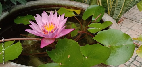 A purple lotus flower in a large basin