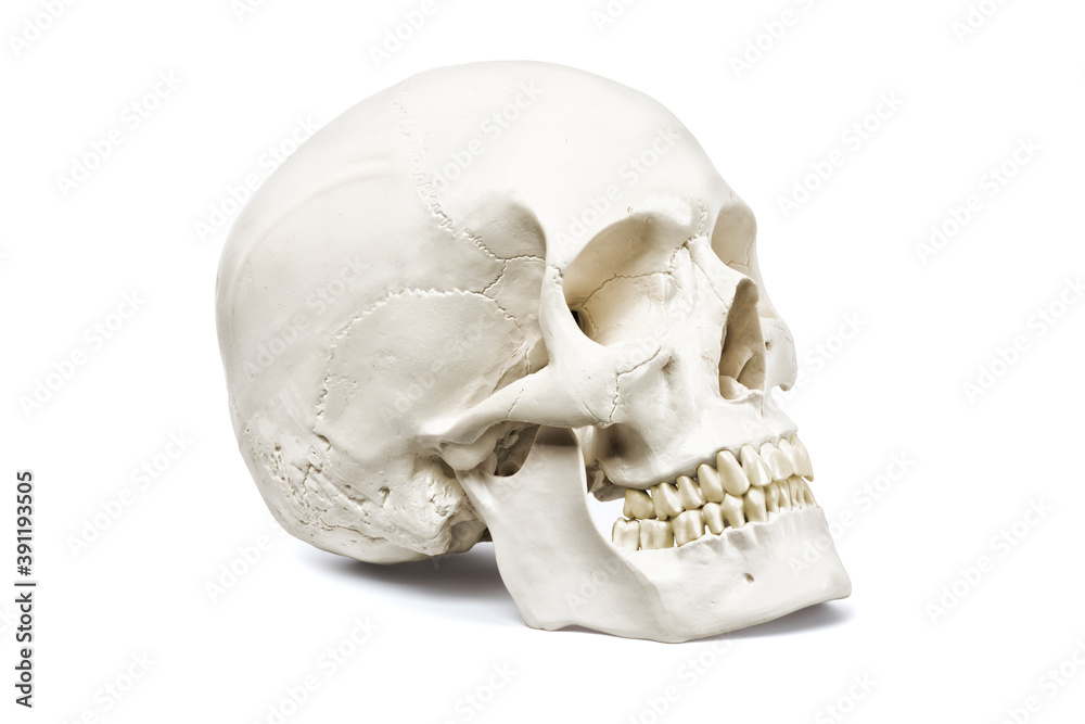 Human skull, side view, isolated on white background