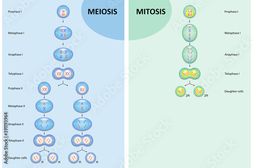 Diagram comparison of Meiosis and Mitosis, Process cell division photo