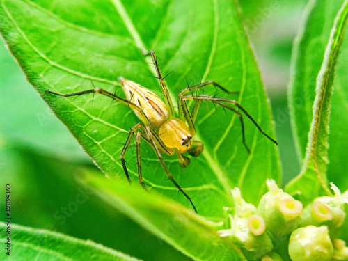 A little yellow spider  standing on a green leaf  on a natural background.