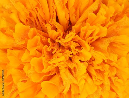 close up of merigold flower © Kyle Lee