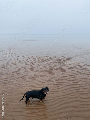 dog in the water