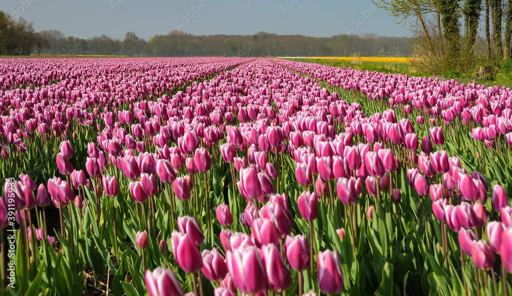 Rows of pink and white tulips in Tulip field