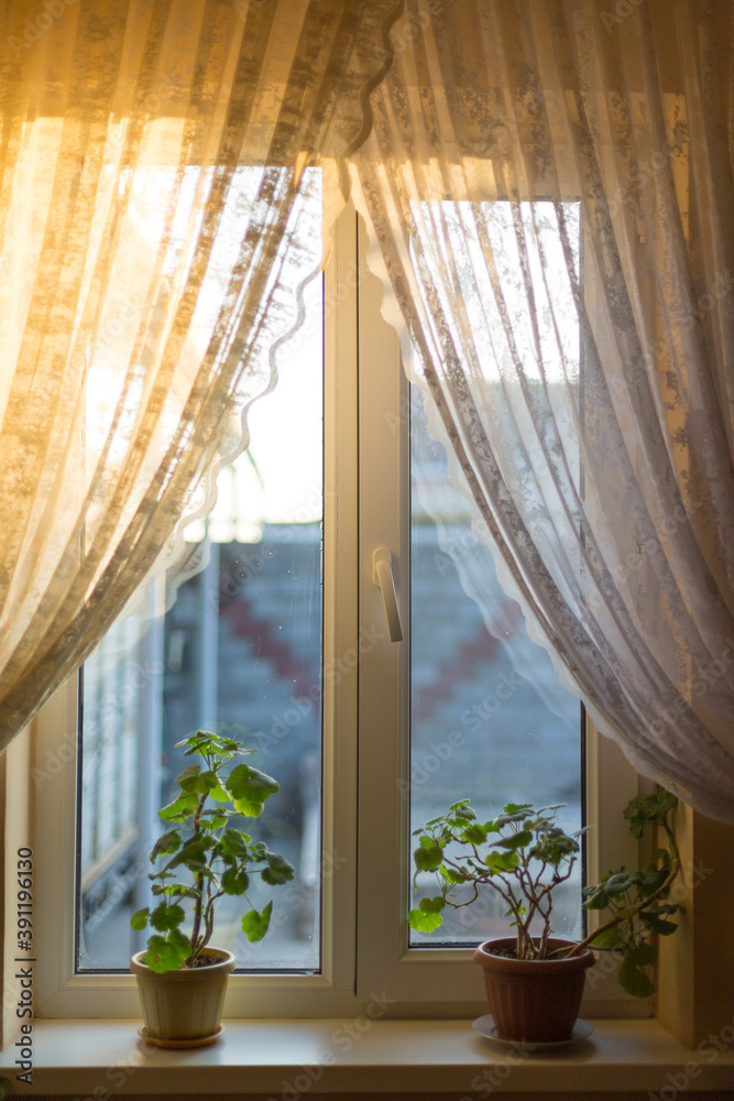 Fototapeta Okno z kwiatami na parapecie. Okno z odsuniętymi zasłonami, rano
