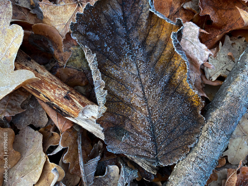 close up of a leaf