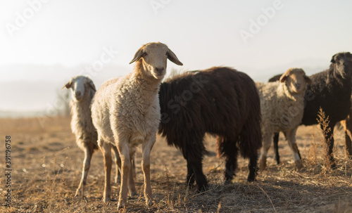 Fototapeta Naklejka Na Ścianę i Meble -  Flock of sheep on pasture in autumn