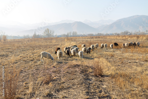 Flock of sheep on pasture in autumn