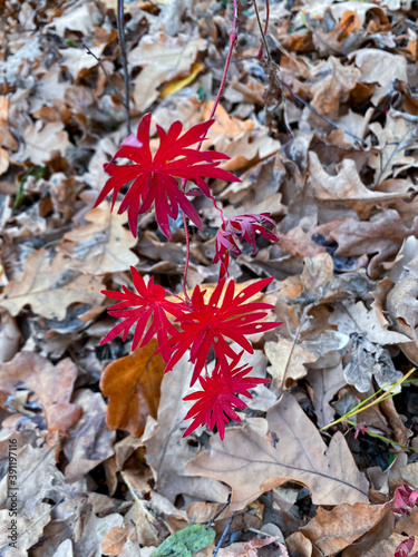 red maple leaves