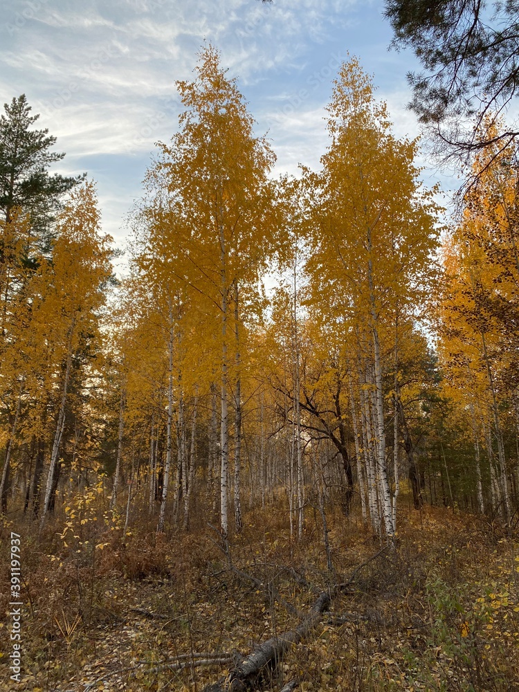 Obraz premium autumn in the forest