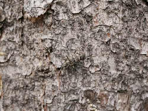 A small beetle Rhagium inquisitor with short whiskers on the bark of a pine tree, using camouflage is almost invisible on a cloudy spring day. Adult individual of a pest beetle in natural conditions.