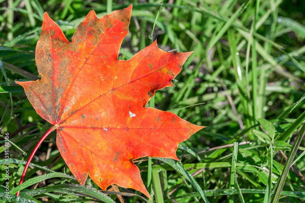 Closeup macro shot of beautiful red maple leaf on a green grass meadow in autumn