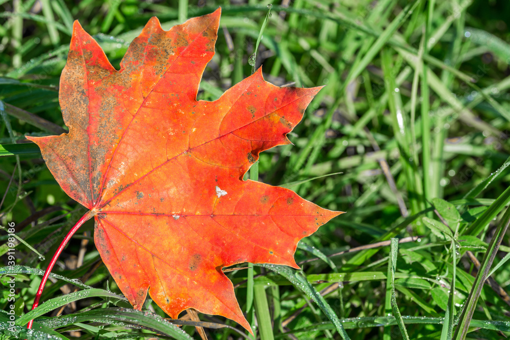 Closeup macro shot of beautiful red maple leaf on a green grass meadow in autumn Closeup macro shot of beautiful red maple leaf on a green grass meadow in autumn