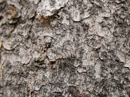 Obraz na plátně A small beetle Rhagium inquisitor with short whiskers on the bark of a pine tree, using camouflage is almost invisible on a cloudy spring day