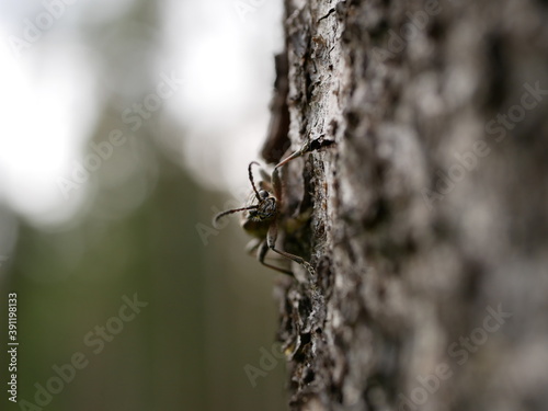 Принти на полотні A small beetle Rhagium inquisitor with short whiskers on the bark of a pine tree, using camouflage is almost invisible on a cloudy spring day
