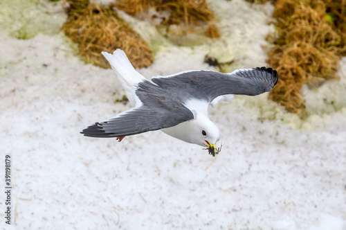 Red-legged Kittiwake (Rissa brevirostris) at colony in St. George Island, Pribilof Islands, Alaska, USA photo