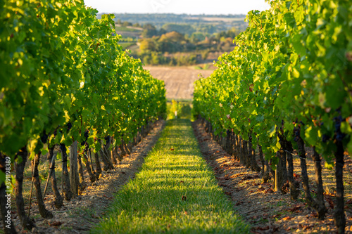 Rang de vigne dans un vignoble français.