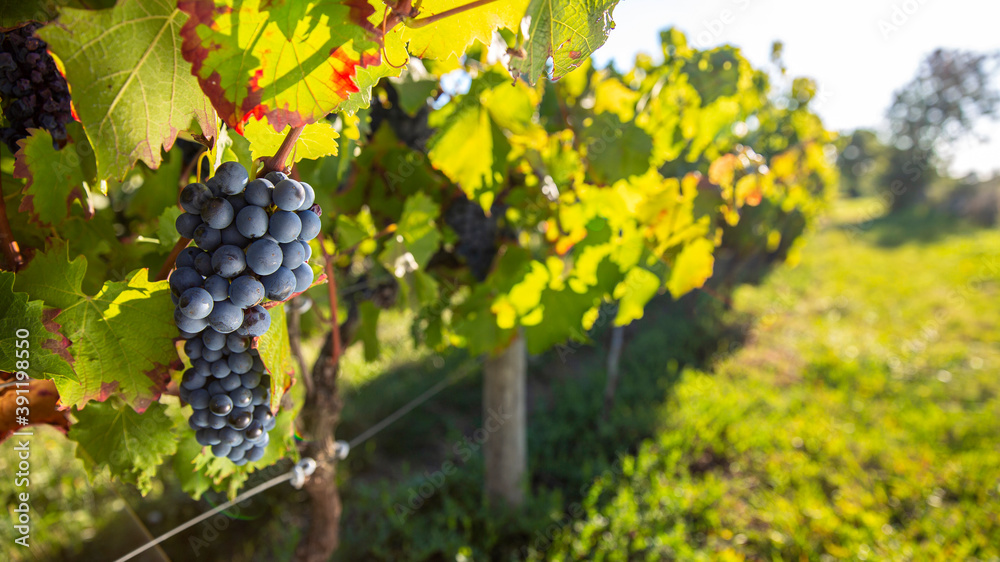 Fototapeta premium Grappe de raisin noir dans un vignoble en France.