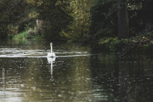 A Swan Swimming Gracefully In A Canal