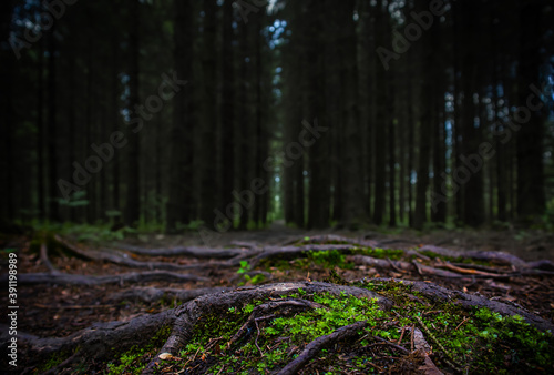 Close-up of moss on ground in dark forest. Beautiful dark background. Trees roots on a path in woods. Low view. Wood track. Forest lines. Close-up of forest ground. Path through woods. Dark wallpaper.