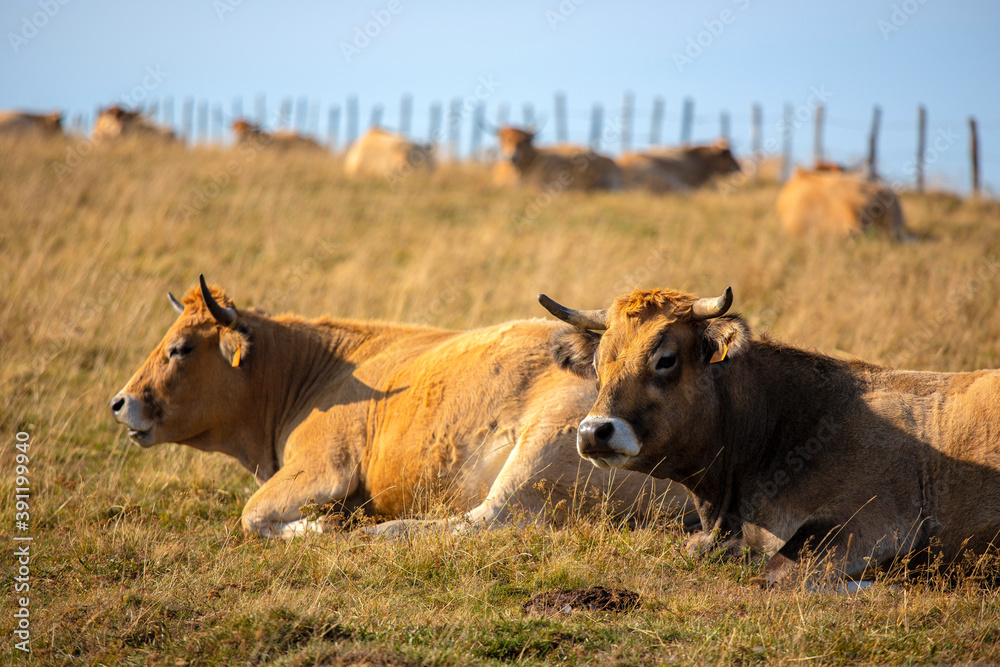 Vache Salers dans les prairies du Massif Central en France.