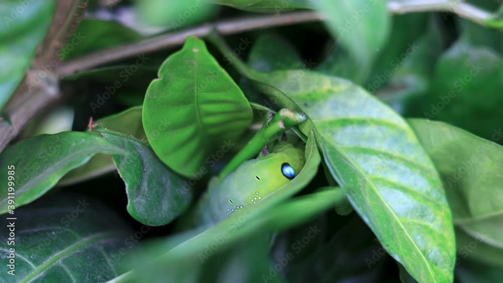 Closeup Oleander hawk-moth , aka Daphnis nerii camouflaged on a leaf.