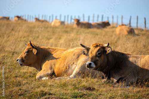 Fototapeta Naklejka Na Ścianę i Meble -  Vache Salers dans les prairies du Massif Central en France.
