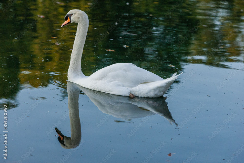 Fototapeta premium Cygne