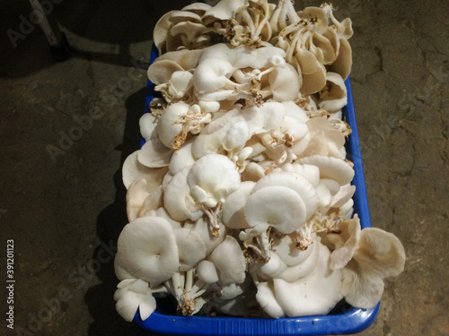 white oyster mushroom harvest that is freshly picked and will soon be packaged from the mushrooms house in lembang Indonesia photo