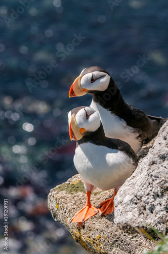 Horned Puffins (Fratercula corniculata) at St. George Island, Pribilof Islands, Alaska, USA