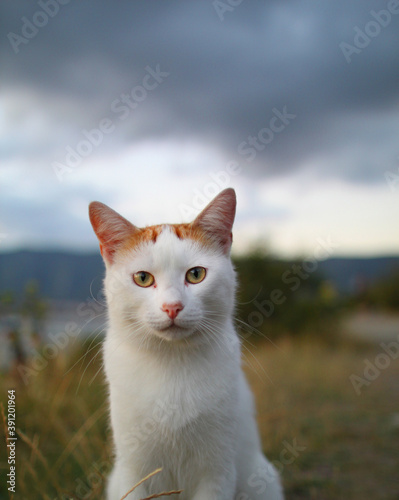 beautiful cat red and white sitting on the beach against