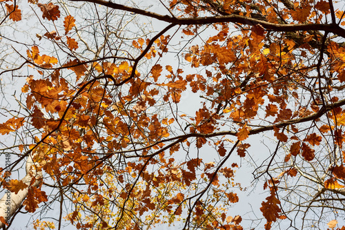 Look at the oak crowns in late autumn. Orange autumn oak leaves against a gray November sky. Beautiful nature Autumn scene. Bright oak tree in autumn park close up