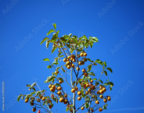 Ripe persimmon fruit tree, sky background