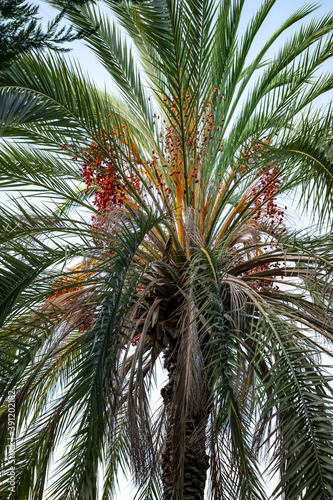 Natural vertical texture with Phoenix palm foliage and fruit. Tropical tree trunk with dark green pinnate leaves and orange berries