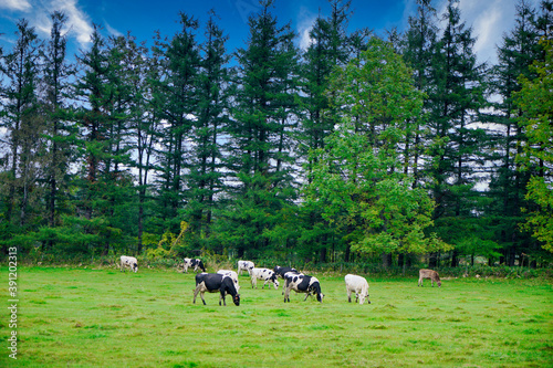 北海道十勝の牛の放牧