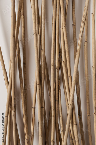 Dry tan cane reeds stalks on white background. Minimalist natural concept.