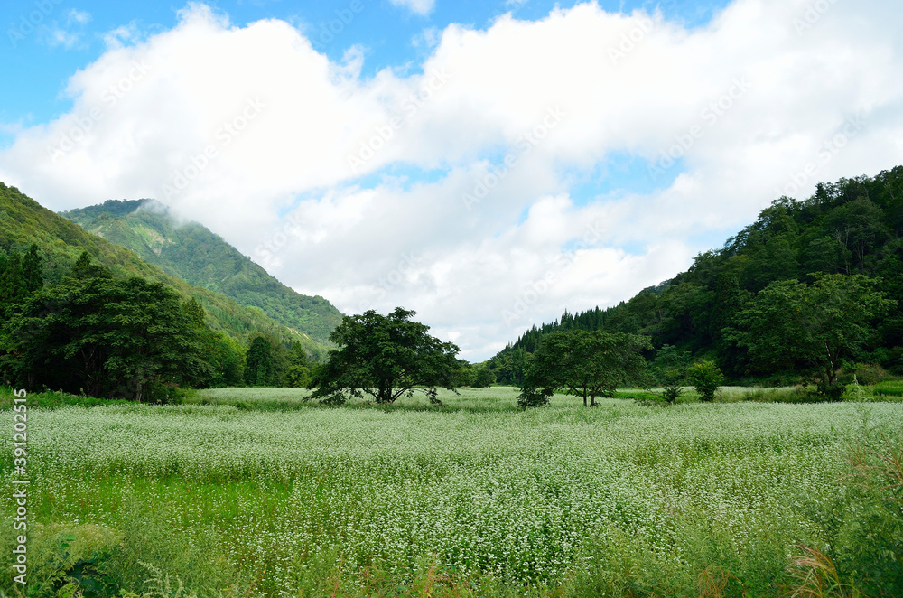 満開のソバの花