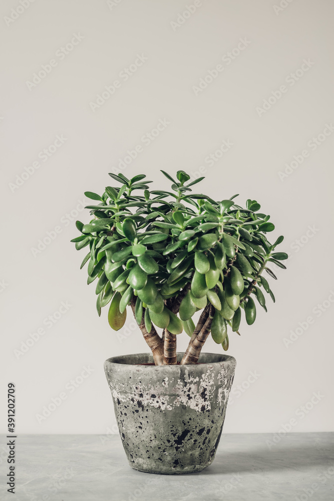 Houseplant Crassula ovata jade plant money tree opposite the wall Houseplant Crassula ovata jade plant money tree opposite the wall