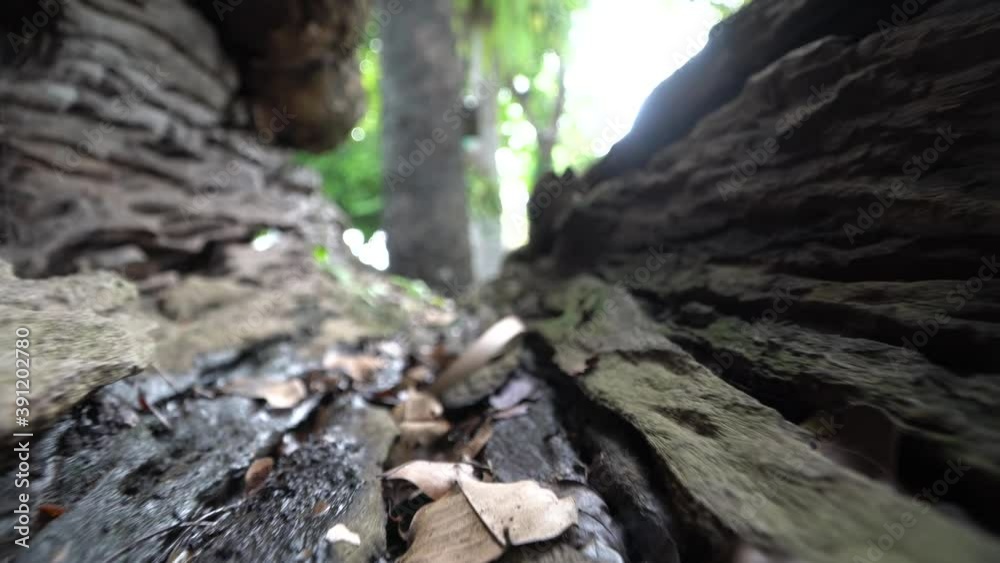 Dry tree trunks have Hollow in the tree Dry tree trunks have Hollow in the tree