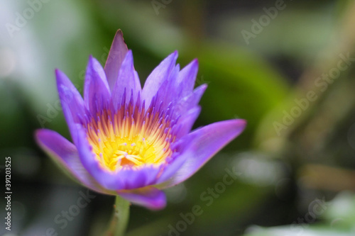 close up  Purple lotus flower with yellow pollen. green leaves in pond on background.