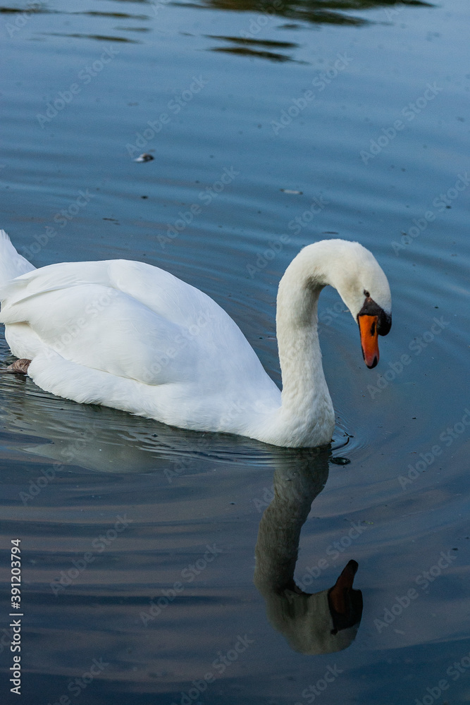 Fototapeta premium Cygne