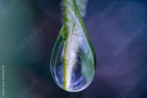 Fotografía macro de gota cayendo por una hoja verde.