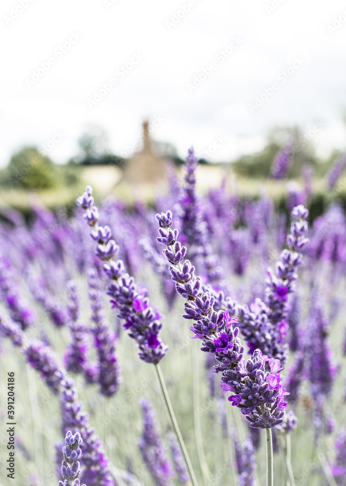Obraz premium Cotswolds lavender blooms at Snowshill Lavender Farm at Snowshill.