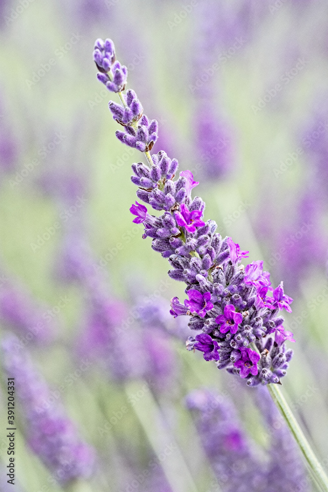 Naklejka premium Cotswolds lavender blooms at Snowshill Lavender Farm at Snowshill.