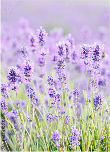 Cotswolds lavender blooms at Snowshill Lavender Farm at Snowshill.