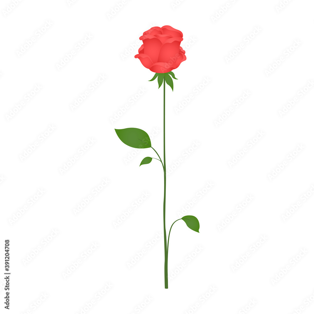 Single rose on white background. Cartoon. Vector. Single rose on white background. Cartoon. Vector.